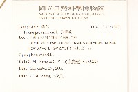 長柄菊藏品圖，第2張