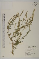 豬草、瘤果菊藏品圖，第1張