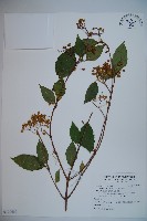 呂宋莢迷藏品圖，第1張