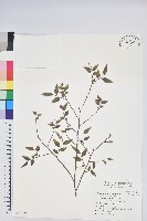 毛蕊花藏品圖，第1張