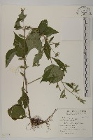 黃金珠藏品圖，第1張