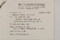 黃金珠藏品圖，第2張