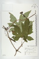 中華括樓藏品圖，第1張