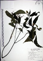 角桐草、台灣半蒴苣苔藏品圖，第1張