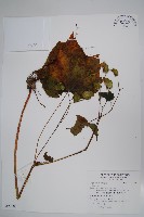 登錄號:S120587藏品圖，第1張