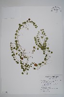 普刺特草藏品圖，第1張