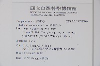 普刺特草藏品圖，第2張