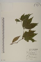 草珊瑚、紅果金粟蘭藏品圖，第1張