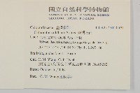 草珊瑚、紅果金粟蘭藏品圖，第2張