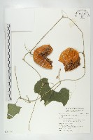 王瓜藏品圖，第1張