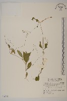 皺葉繁縷藏品圖，第1張