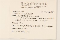 矮菊藏品圖，第2張