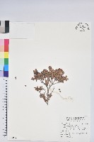 高山越橘藏品圖，第1張