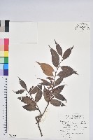 珍珠花、長尾葉越橘藏品圖，第1張