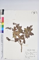 臺灣馬醉木藏品圖，第1張