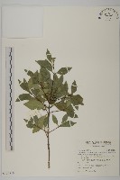 福建賽衛矛、福建假衛矛藏品圖，第1張