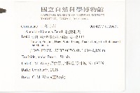 桃葉珊瑚藏品圖，第2張