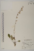 臺灣鬼督郵藏品圖，第1張