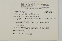 長穗兔兒風藏品圖，第2張