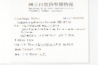 森氏佛甲草藏品圖，第2張