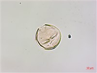 柿寄生藏品圖，第1張