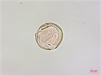 柿寄生藏品圖，第2張