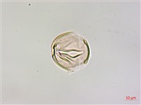 柿寄生藏品圖，第3張