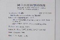 曲莖馬藍藏品圖，第2張