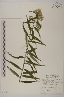 臺灣馬蘭藏品圖，第1張