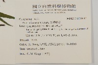 臺灣馬蘭藏品圖，第2張