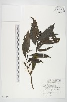 桃葉珊瑚藏品圖，第1張