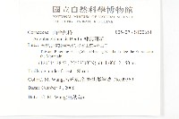 桃葉珊瑚藏品圖，第2張