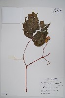 裂葉秋海棠、巒大秋海棠藏品圖，第1張