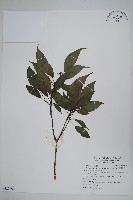 臺灣樹參藏品圖，第1張