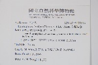 臺灣樹參藏品圖，第2張