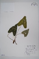 大武山細辛藏品圖，第1張