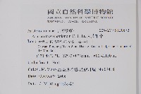 大武山細辛藏品圖，第2張