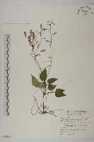 阿里山鬼督郵藏品圖，第1張