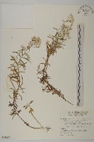 玉山抱莖籟簫藏品圖，第1張