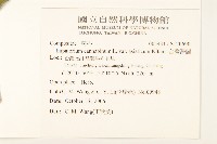 台灣澤蘭藏品圖，第2張