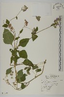 紫花霍香薊藏品圖，第1張