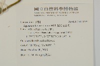 紫花霍香薊藏品圖，第2張