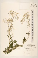 一枝香藏品圖，第1張