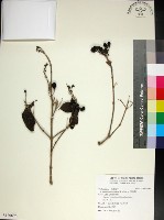 苦林盤藏品圖，第1張