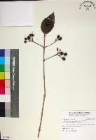 苦林盤藏品圖，第1張