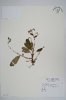 臺灣附地草藏品圖，第1張