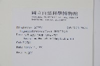 臺灣附地草藏品圖，第2張