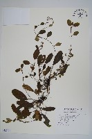 臺灣附地草藏品圖，第1張