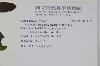 臺灣附地草藏品圖，第2張