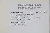 冷飯藤藏品圖，第2張